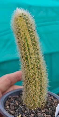 Cleistocactus colademononis - cleistocactus,