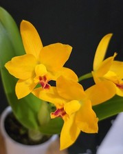 Mini Cattleya Hybrid Yellow