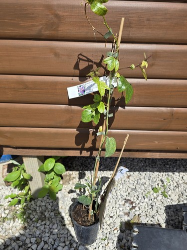 Passiflora passion flower - passion,