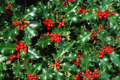 Ilex holly plants larger - ilex,