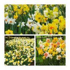 Mixed Cornish Daffodil Flower Bulbs.Beautiful Early Spring Flowers. Easy To Grow