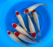 Imported Live Koi Fish - 15" -
