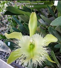 Rl. Digbyana 'Green Giant' Orchid Plant