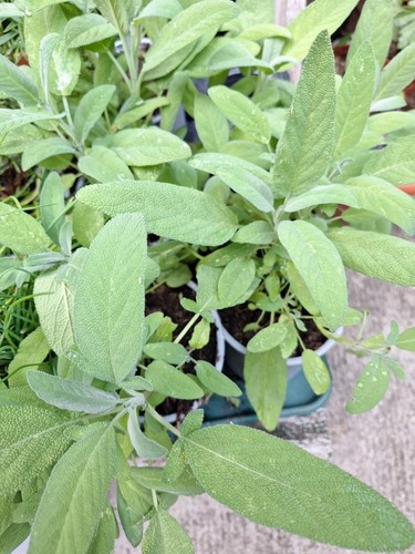 Sage herb plant 13cm - herb, pot
