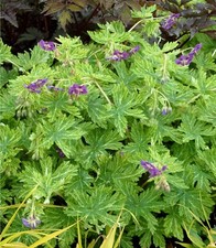 GERANIUM phaeum 'Margaret