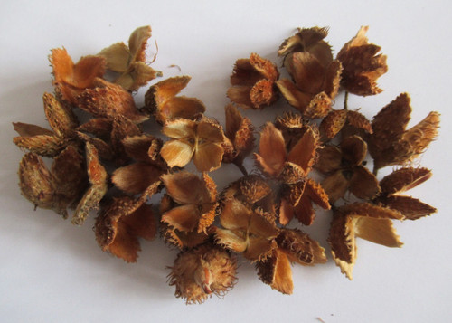 Beech nut tree - 30,