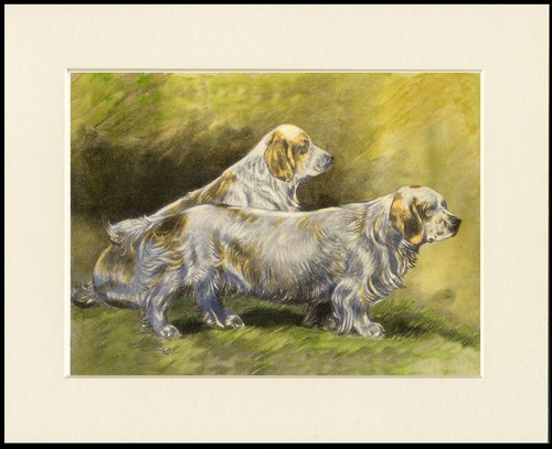 Clumber spaniel dog - spaniel,