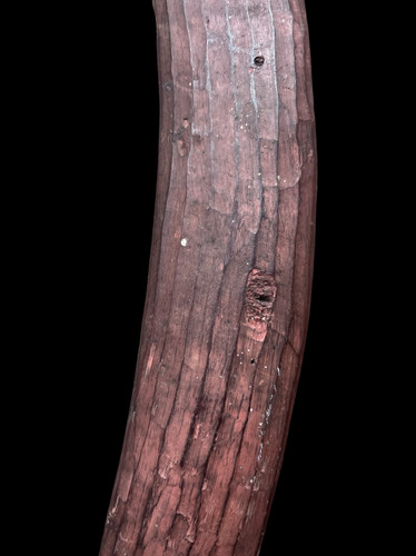 Very fine fluted aboriginal - fine,