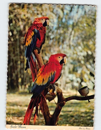 Postcard scarlet macaw florida - postcard,