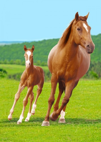 Horse and foal print - horse, fleece