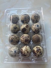 24 Fresh Quail Eggs (eating)
