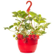 Mixed Strawberry Hanging Basket for Fresh Summer Strawberries - Outdoor Plants