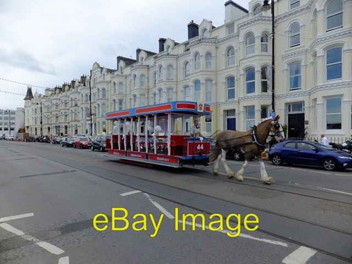 Photo 6x4 horse - photo,