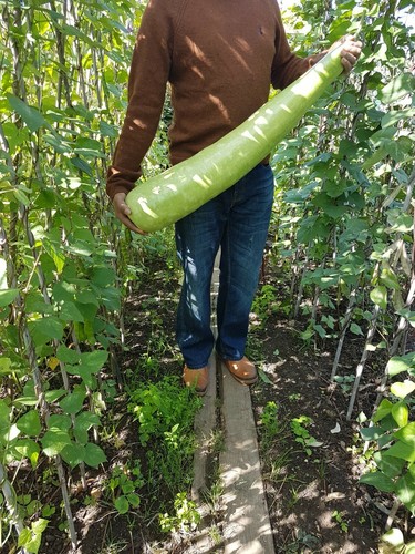 Bangla lou seeds - bangla, 5