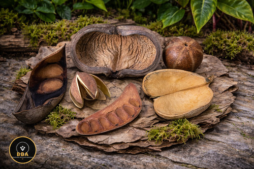 Jungle pod mix terrarium - jungle,