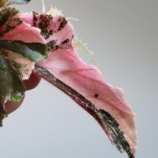 RARE - Begonia Ginny Galaxy