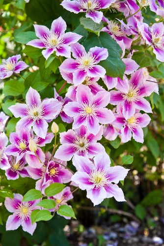 Mixed hybrid clematis - 10,