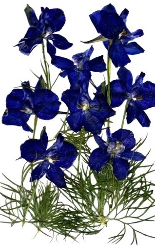 Real pressed flowers purple - flowers,