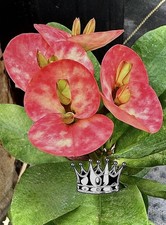 Crown of thorns Rooted plant