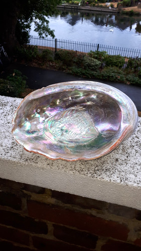 Red abalone shell - abalone,