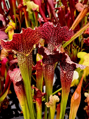 Sarracenia rita soper - x,
