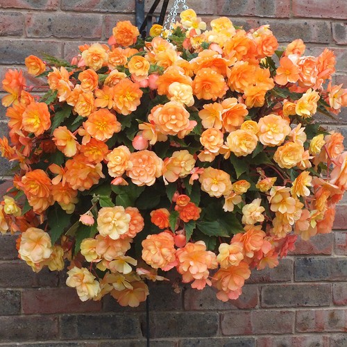 Pre planted hanging baskets - hanging,