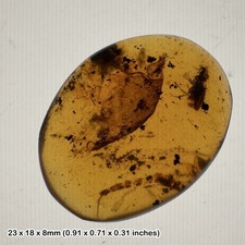 Burmese cretaceous amber with