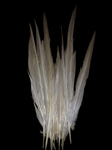 White pheasant feathers - ,