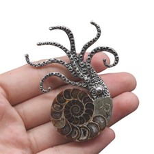 1pc ammonite mollusc squid - mollusc,