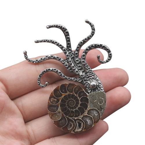 1pc ammonite mollusc - mollusc, squid