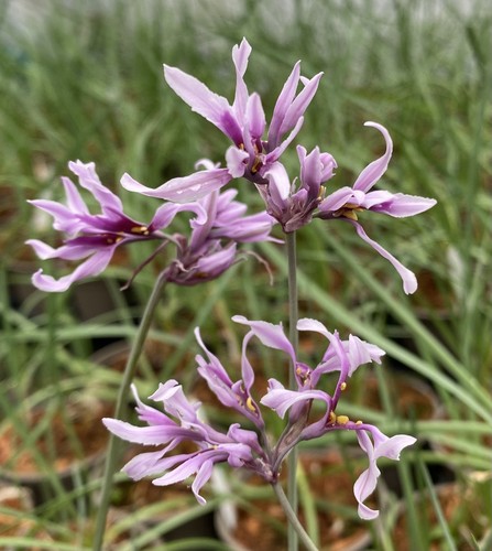 Tulbaghia fancy pants - ‘fancy, pants’