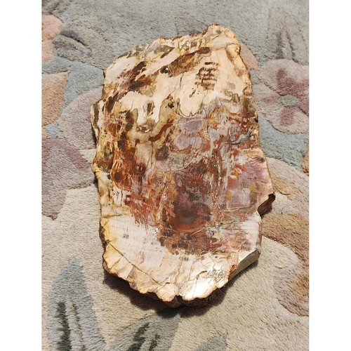 Petrified wood slab - wood,