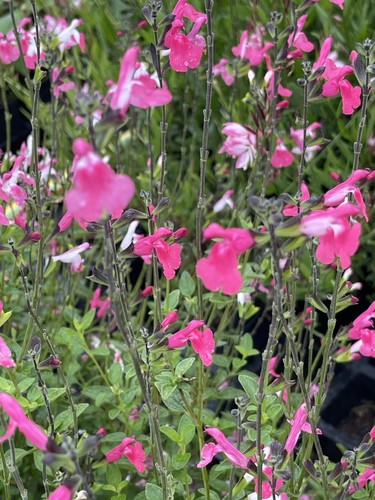 Salvia pink lips perennial - salvia, lips'