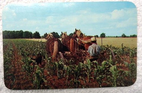 Postcard cultivating corn - postcard,