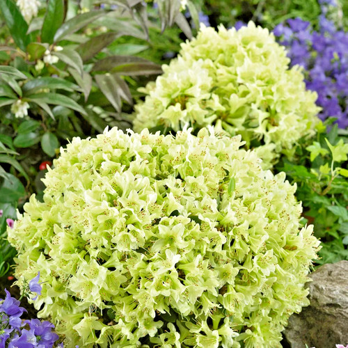 Rhododendron shamrock 3ltr - -,