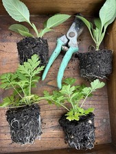 Ex9cm pot bare root plug plants 2 x Cephalaria and 2 x Feverfew plants perennial