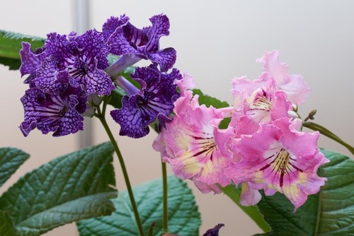 Cape primrose seeds - primrose, 10