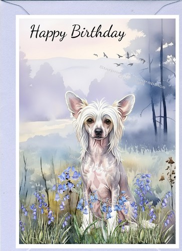 Chinese crested dog - crested,