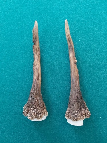 Fallow pricket deer - deer, antlers