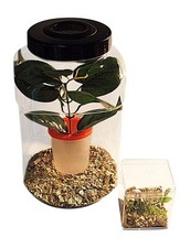 Stick Insect,Leaf Insect