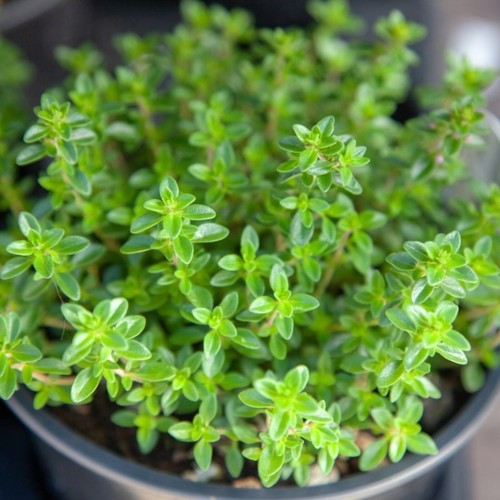 Thyme plants 9cm pots - thyme,