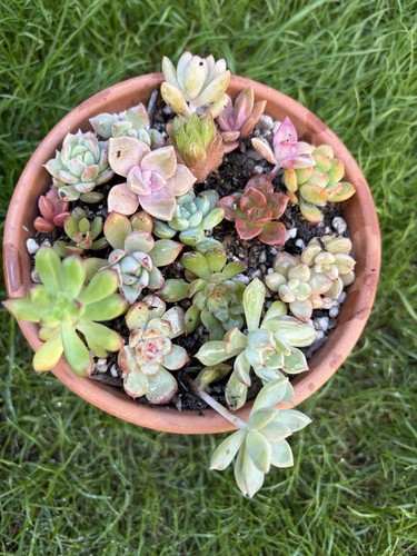 Different succulents bundle - 20,
