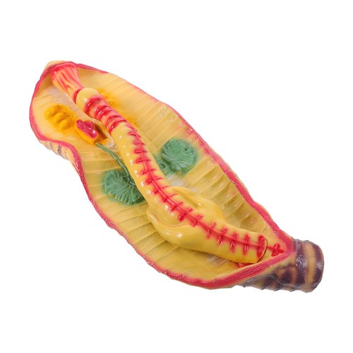 Earthworm anatomy model animal - earthworm,