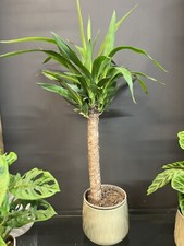 YUCCA PLANT 80cm Tall Houseplant in 17cm  Pot