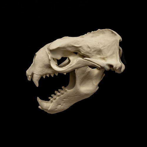 Sea lion skull replica life - sea,
