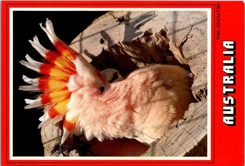 Australia pink cockatoo galah - cockatoo,
