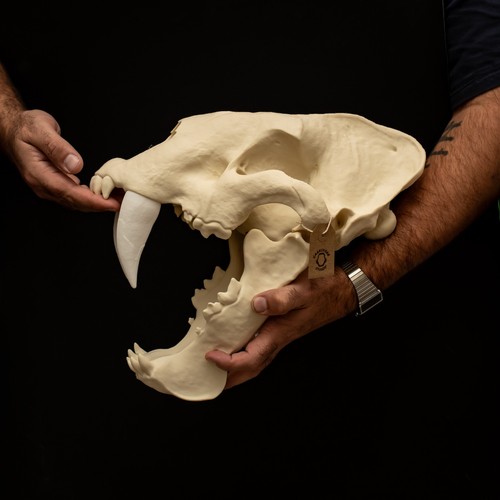 Sabertooth skull replica - skull,