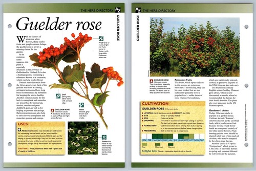 Guelder rose directory - rose,