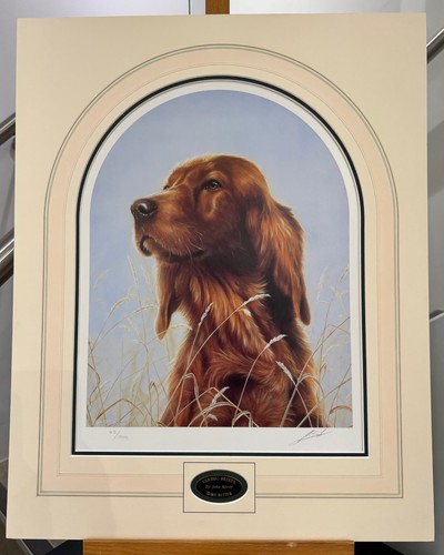 John silver irish setter - silver,