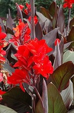 Canna Lily Cannova F1